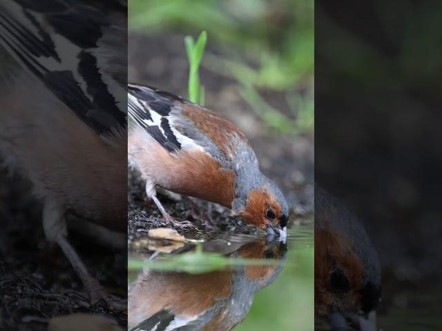 Bogfinke / Chaffinch ‍⬛