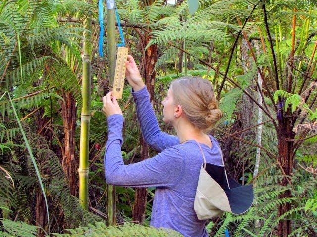 Discovering Tree Ferns in Peru