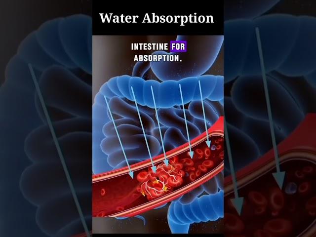 How your body process water: A journey through urinary system  #humananatomy  #biology