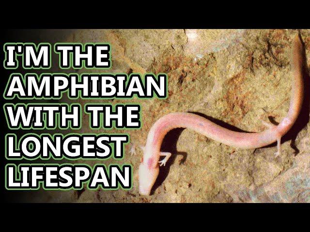 Olm facts: cave dwelling salamanders | Animal Fact Files