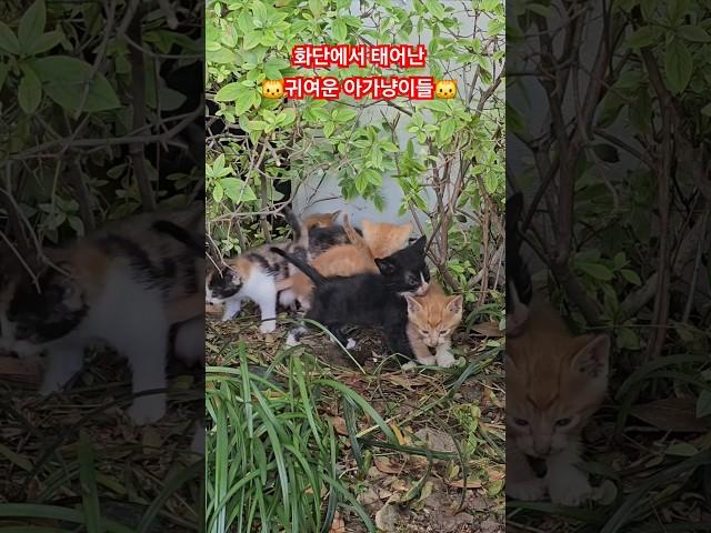 아파트 화단에서 태어난 귀여운 아가냥이들, 너무 귀여워요 