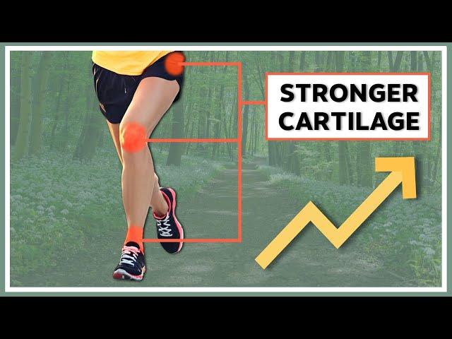 How to strengthen your cartilage?