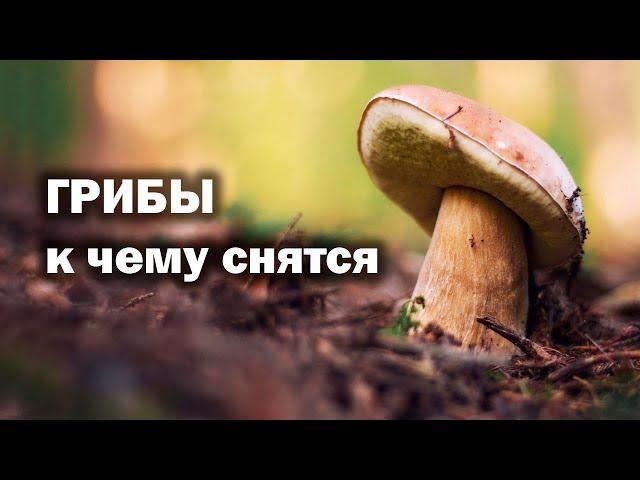 К чему снятся грибы. Сонник, толкование снов, видеть, есть или собирать грибы во сне