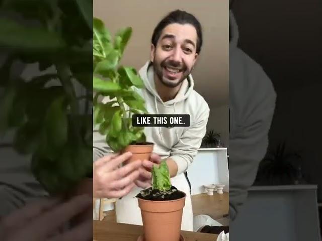 How to Grow Unlimited Lettuce   creative explained