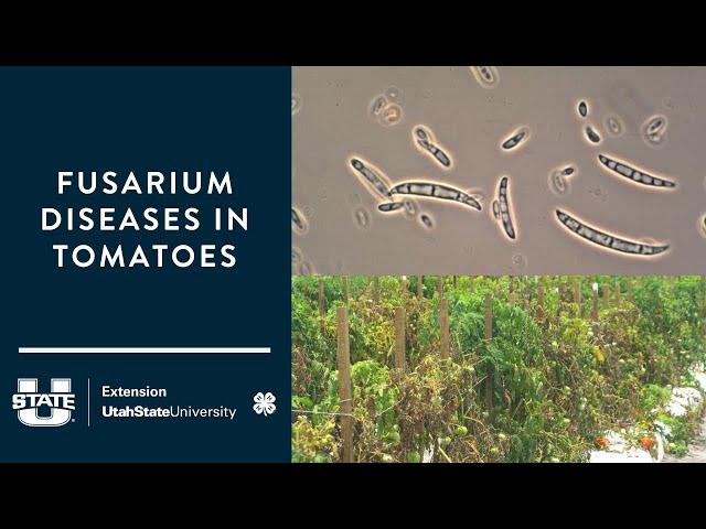 Fusarium Diseases in Tomatoes