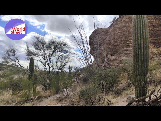 Saguaro National Park: East vs West  & Tucson Mt Park