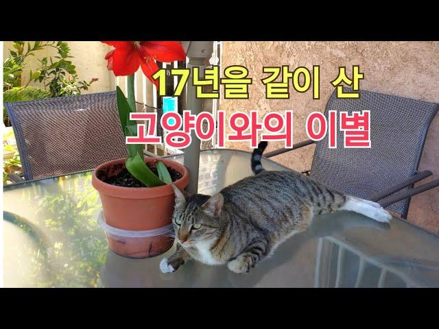 17년을 같이산 고양이와의 이별