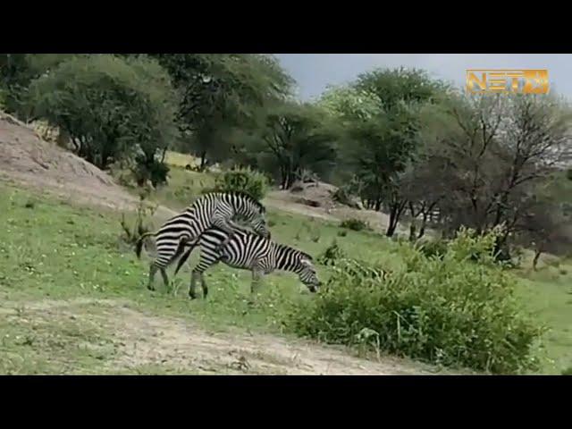 |#zebra MATING |