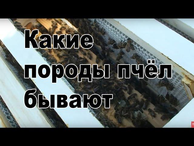 Какие бывают породы пчёл