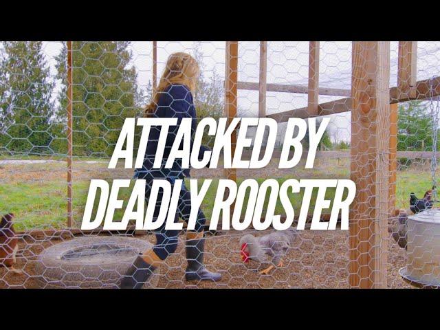 DEADLY Rooster ATTACKS Realtor During Home Tour | VLOG 003