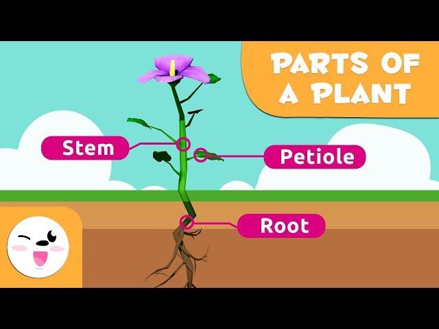 Parts Of The Plant for kids - Plant Characteristics