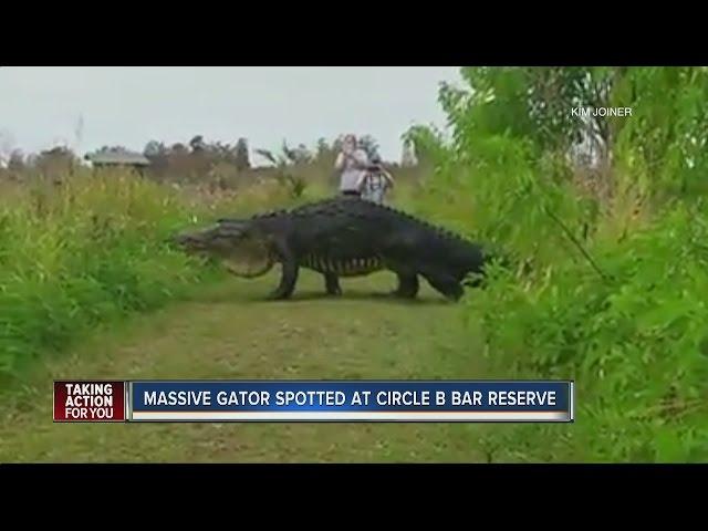 Massive gator spotted at Circle B Bar Reserve in Polk County