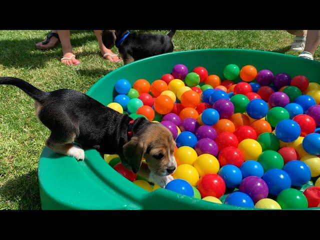 Adorable Beagles &  Puppies Doing Funny Things!