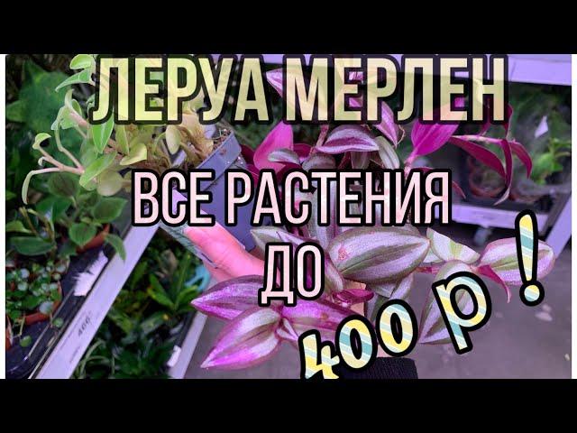 ЛЕРУА МЕРЛЕН Все РАСТЕНИЯ до 400 рублей! Удивитесь многим 🫢 (ноябрь 2024)