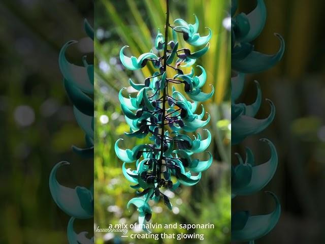 “The Rarest Vine You’ve Never Heard Of!”