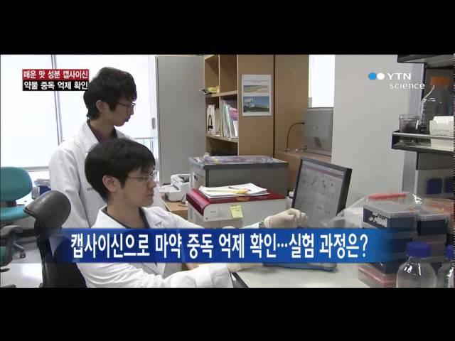 캡사이신 이용해 마약 중독 치료 가능한 원리 규명 / YTN 사이언스