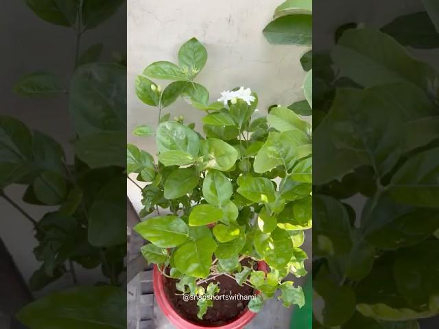 The Pot Broke… But My Mogra Didn’t Give Up #youtubeshorts #mograplant #garden #terracegarden #garden
