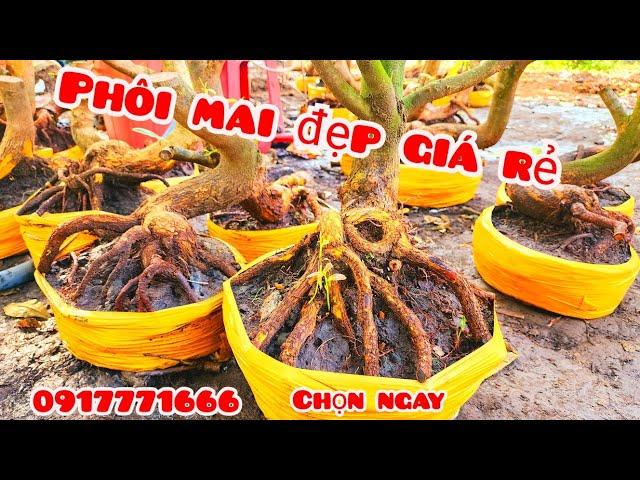 Phôi mai bonsai đẹp giá rẻ 5/11 #aTú0917771666 |MaivàngThanhTâm