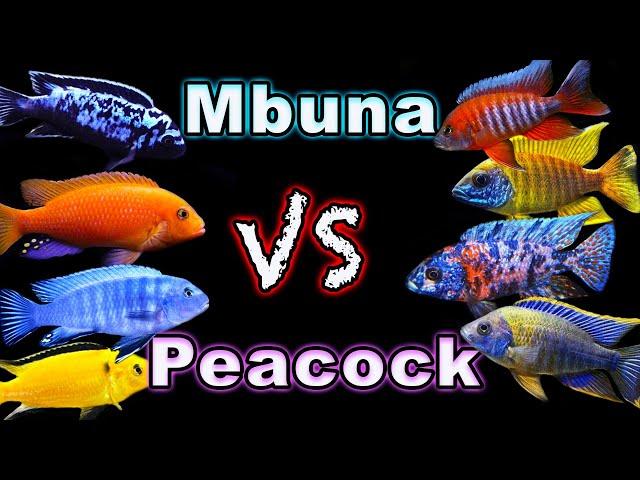 African Cichlid Showdown: Peacock Cichlids vs Mbuna Cichlids - Which One Comes Out on Top?