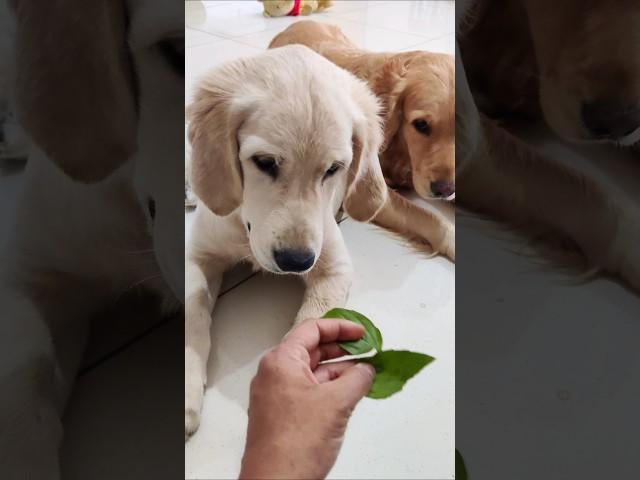 My Dog's Reaction On Tasting Basil Leaves #shorts #funny #goldenretriever#pets  #puppy #cute