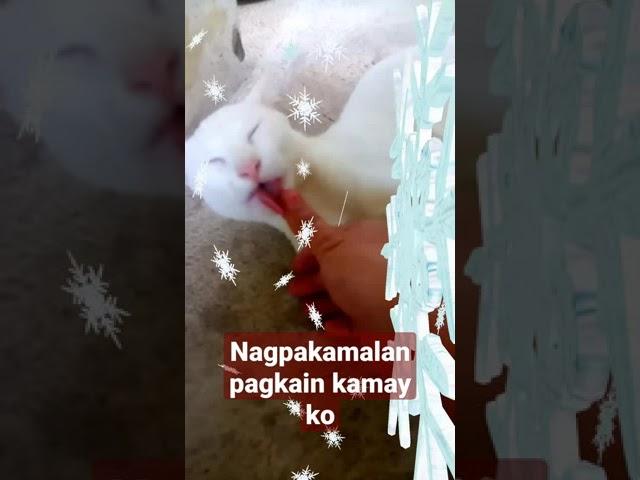 pussycat ginawa mong isda Ang kamay ko#cat