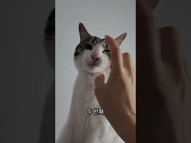 우리집 고양이가 갑자기 깨무는 이유 #고양이정보