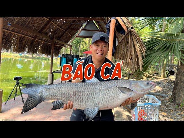 Bão Cá Trắm Hồ Không Nhớ Tên | Chung Nguyễn Fishing