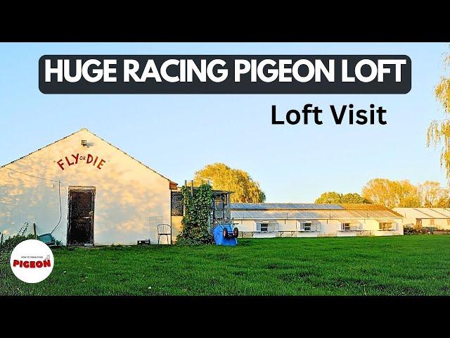 The Biggest Racing Pigeon Loft I Have Seen!