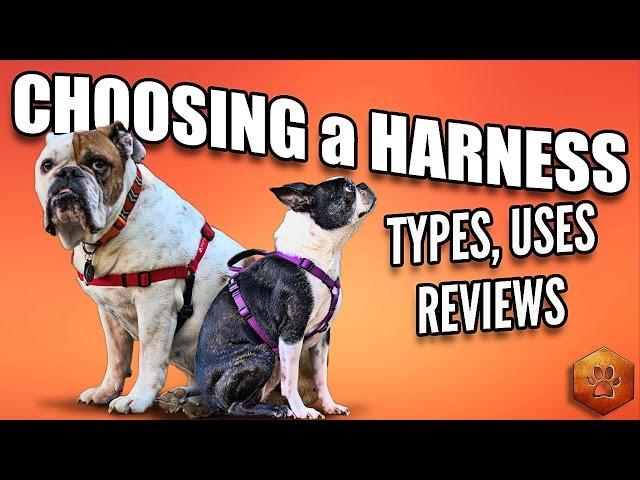 Choosing a Dog Harness - Best Ones and How to Use