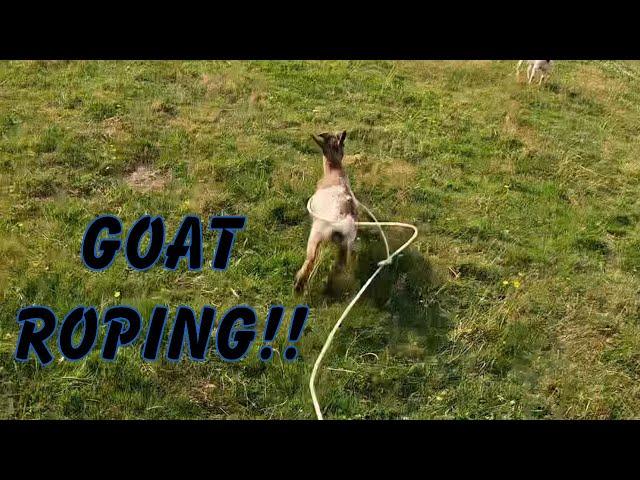 Morning of GOAT FARMING! Off season mini Vlog! (BONUS GOAT ROPING!)