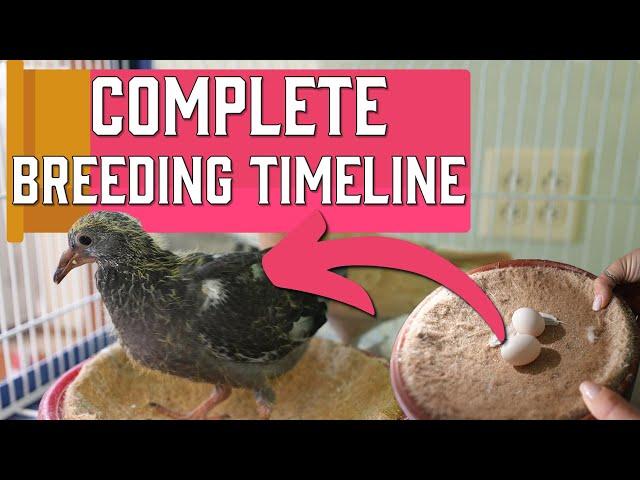 How To BREED Pigeons - Complete Timeline