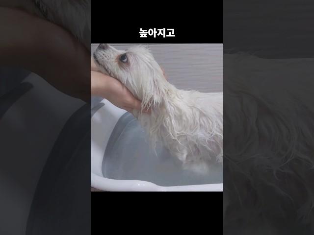 강아지 처음 데려왔을 때 절대 하면 안되는 행동 #반려견