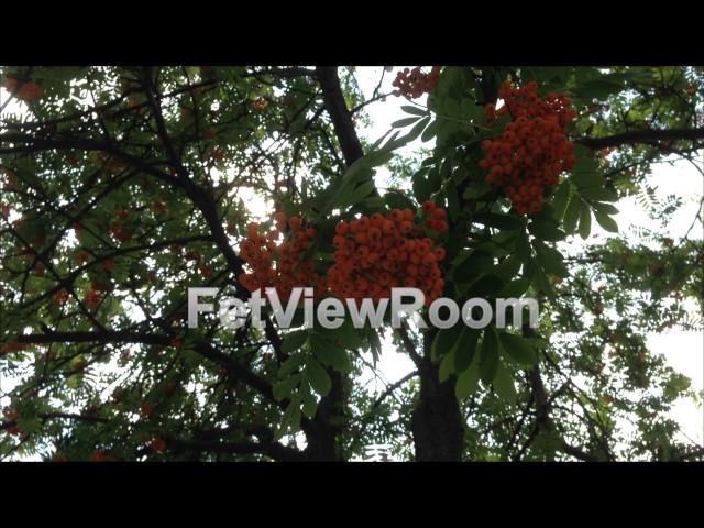 Branches of a mountain ash fluttering in the wind