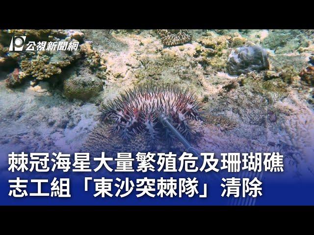 棘冠海星大量繁殖危及珊瑚礁 志工組「東沙突棘隊」清除｜20240818 公視晚間新聞