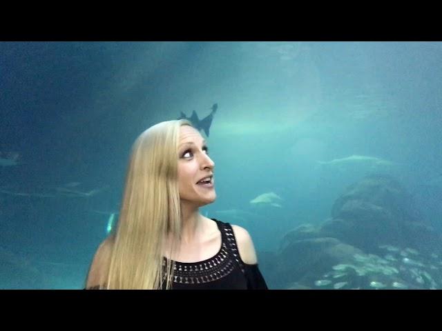 NACE June 2018 Plus Bloopers Interactive Experiences at Adventure Aquarium