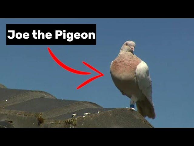 Pigeon flies 15,000 km  from Alabama to Melbourne!? The truth about JOE THE PIGEON!