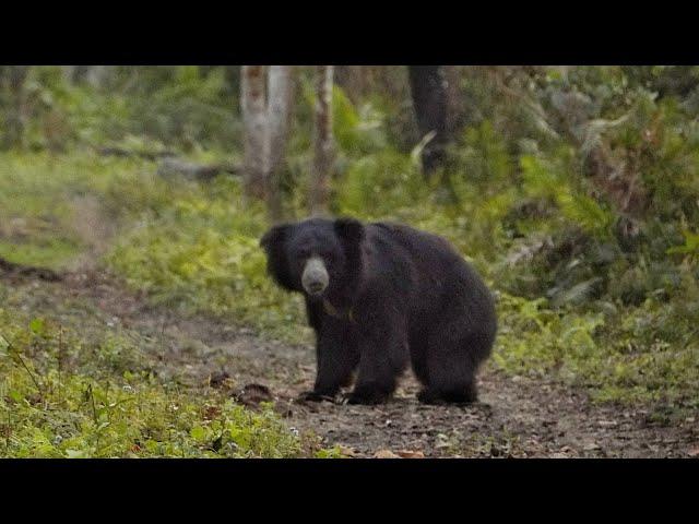 Sloth Bear in Kaziranga | a rare sighting #slothbear #kaziranga #junglesafari