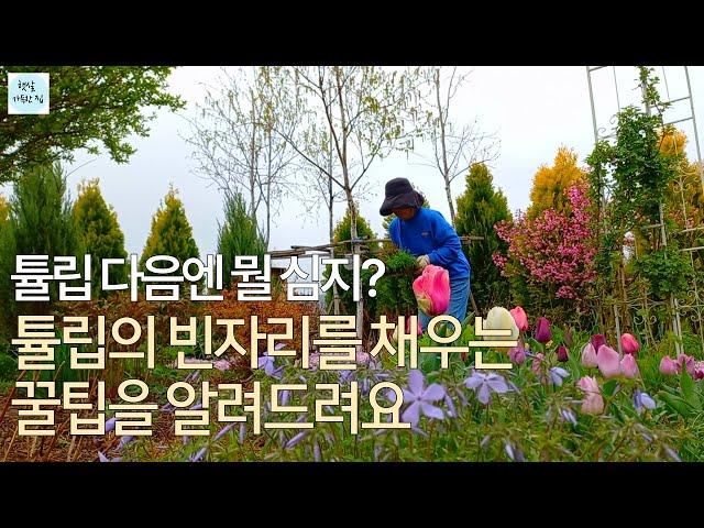 튤립의 빈자리를 채우는 꿀팁/튤립 키우기/정원/정원가꾸기/정원꾸미기