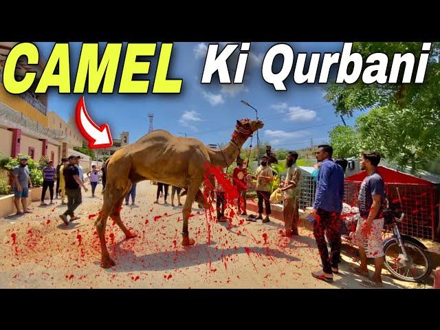 Dangerous Camel Ki Qurbani Hogai  !!