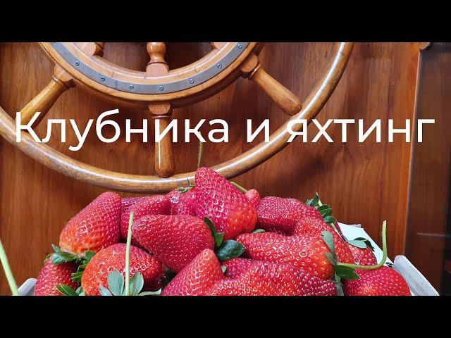Клубничка в яхтинге.Яхтсмены стали рабами на плантациииКормим лошадей клубникой! Детский труд