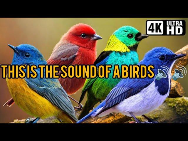 This birds sounds..#birds #video #trending #sound #animals #pigeon