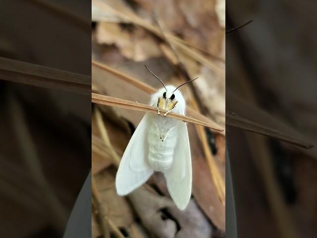 Super Cute White Moth, Simpática Polilla Blanca. #shorts #moth #polilla #butterfly #insects #vlog