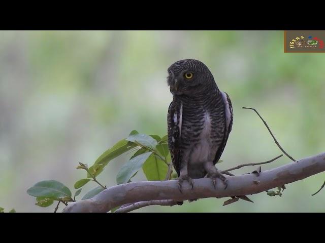 Jungle Owlet are seen when it is cloudy -Birds of Kanha Bird-3