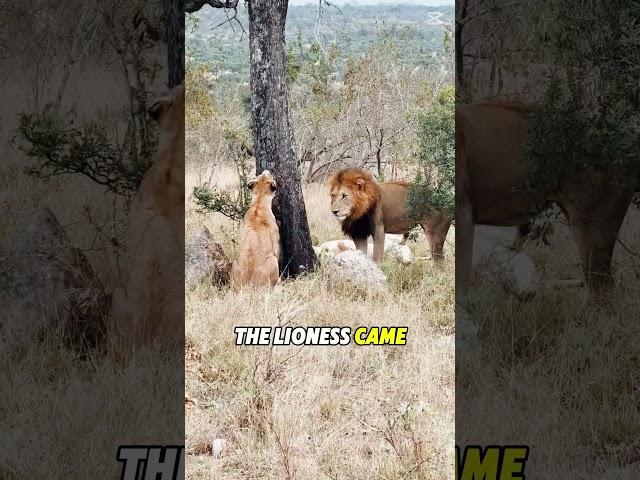 #animalworld #animals #lion #tiktok #foryou #fyp #amazinganimals