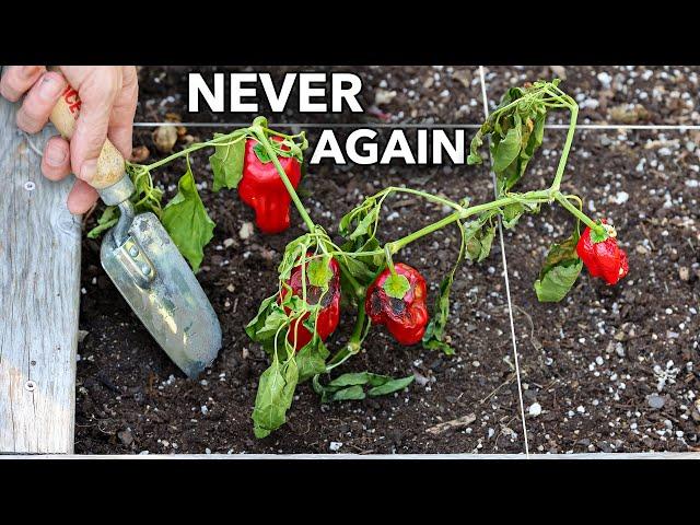 Here’s Why You Should NEVER Plant Peppers in Your Garden