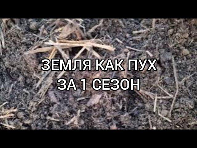 РЕЗУЛЬТАТ ЗА СЕЗОН. ПЛОДОРОДНАЯ ЗЕМЛЯ И КАК ПУХ. ПОСАДКА ПОДАРКА ОТ ПОДПИЩИКА.