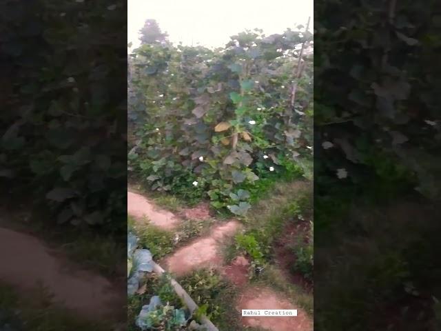 #farming #khetibadi #kheti #short #shorts #shortsfeed #shortvideo #viral #trending @mrrahul0099