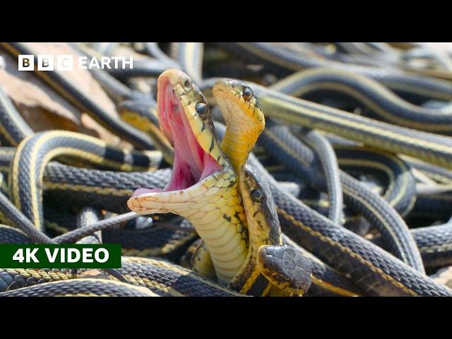 How Do Female Snakes Pick a Mate? | A Perfect Planet | 4K UHD | BBC Earth