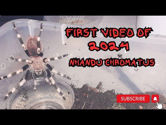 nhandu Chromatus #tarantula #newworldtarantula all #video