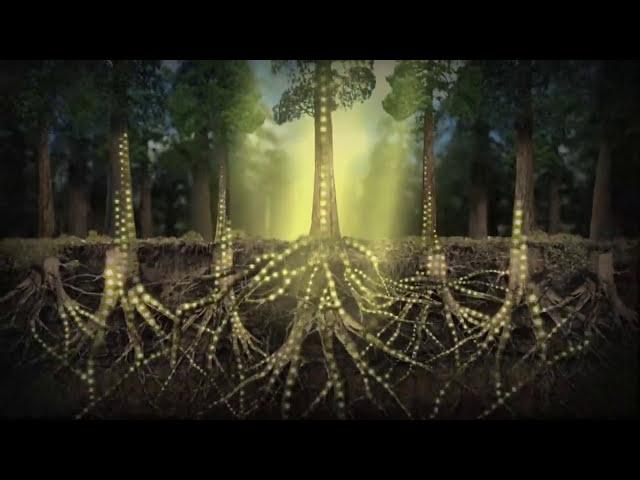 Connected Trailer | Feature Documentary